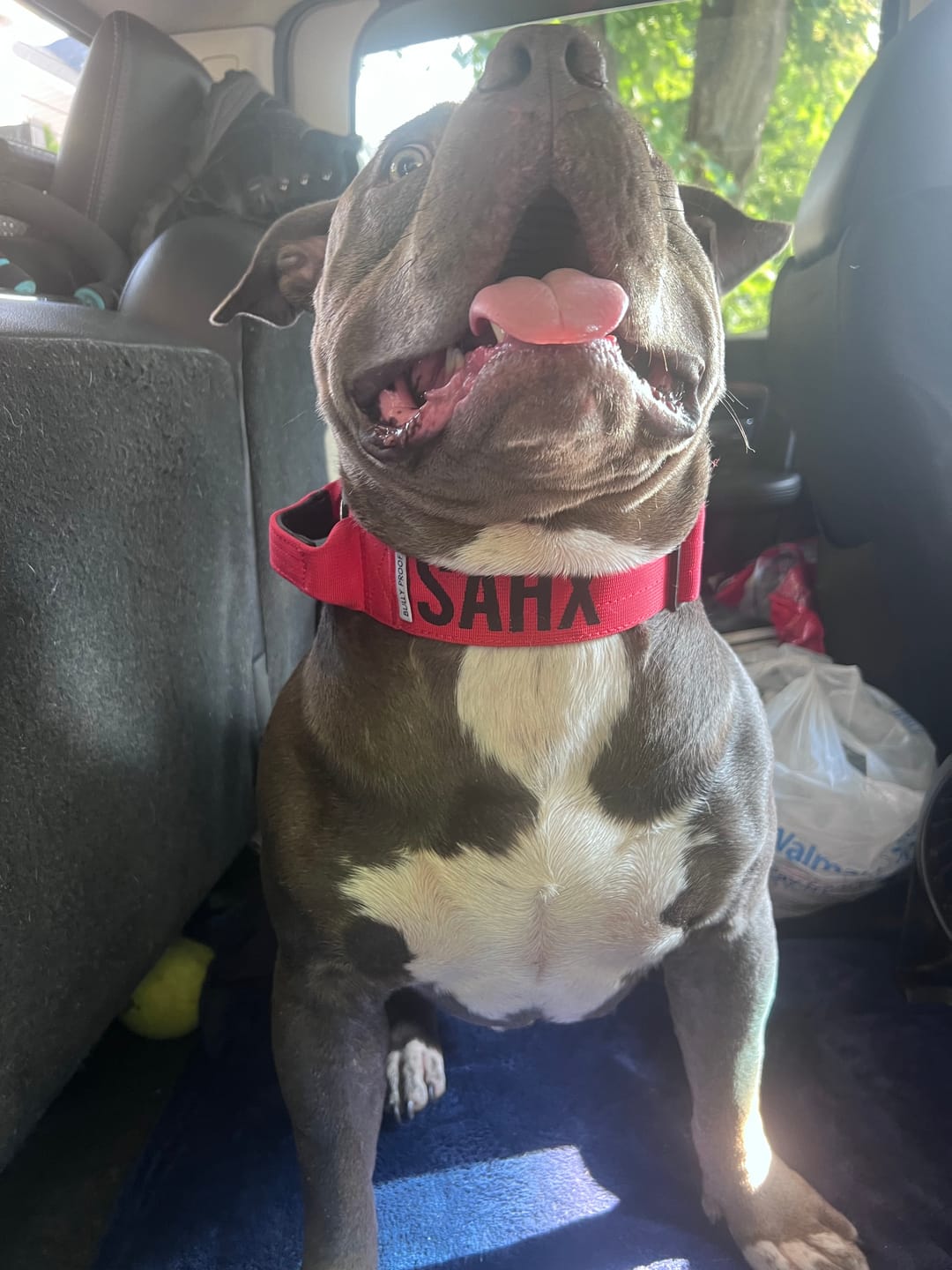 Customer photo review of Bully Proof Collar