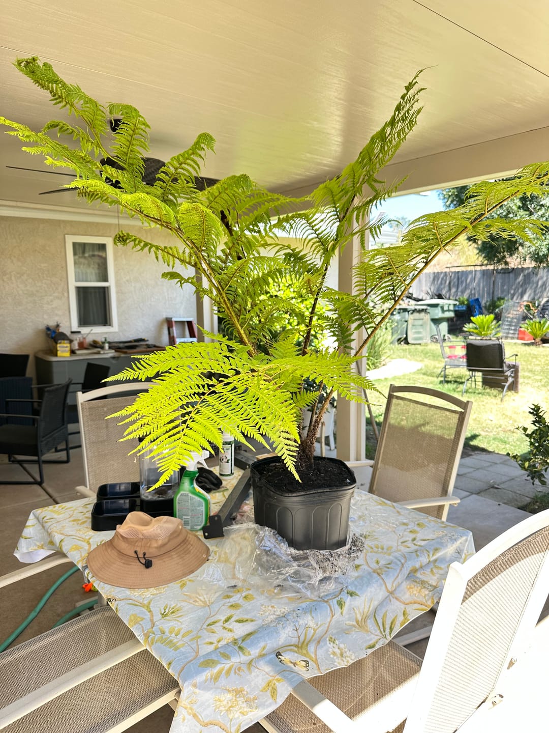 Customer photo review of Australian Tree Fern, Alsophila Australis