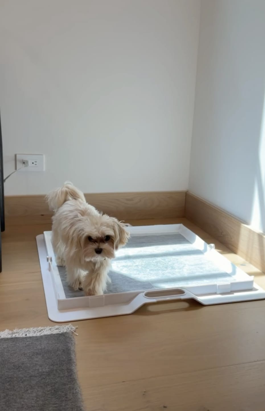 Customer photo review of Nomad Nap Travel & Portable Dog Bed