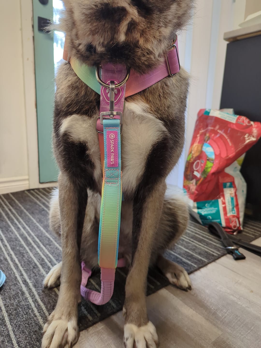 Customer photo review of Comfort Control No-Pull Dog Harness and Multipurpose Leash Sets