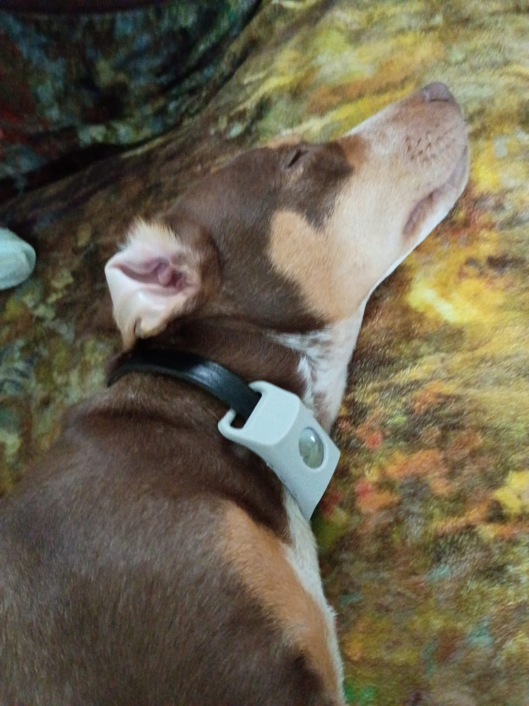 Customer photo review of FurLife™ 12 Months Flea and Tick Free