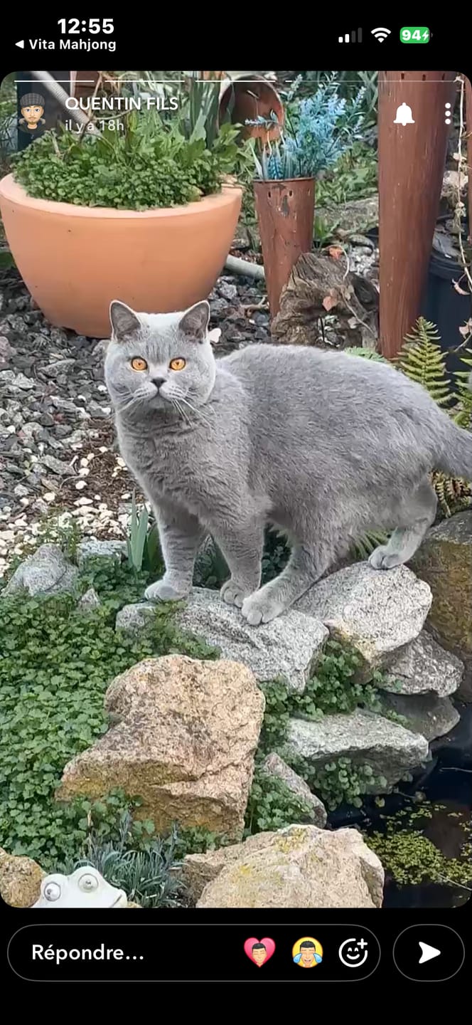 Customer photo review of Multipack d'effilés (Chat stérilisé et Chat adulte)