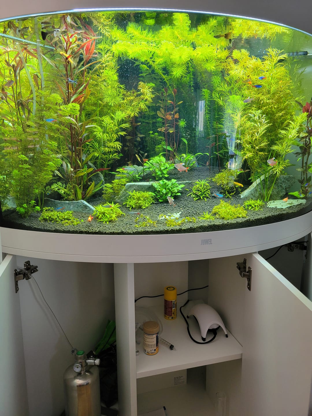 Customer photo review of Aquarium Trigon 190 LED Blanc Équipé JUWEL - 190L