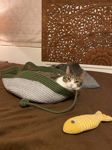 Customer's cat relaxing in a grey and green fabric Stimulicat bed, with a yellow fish toy resting on the bed surface.