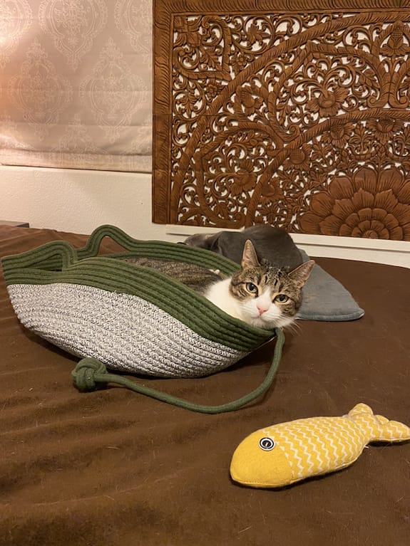 Customer photo review of Instinct Play Stick | Wild-Harvested & Chemical-Free Dental Cat Entertainment (1+1 FREE)