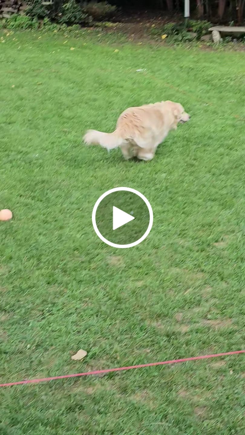 Customer video review of Stuffing-less Fuzzy Bone Toy