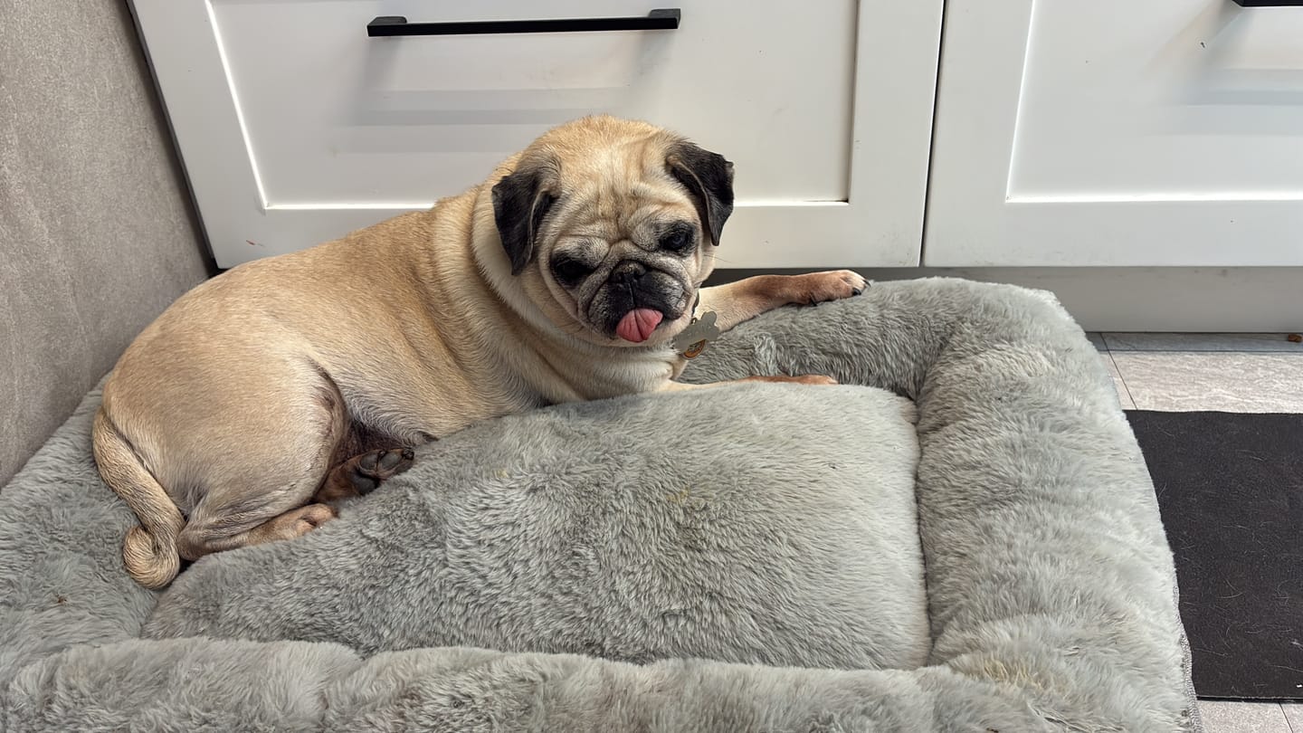 Customer photo review of Cama Sofá para Perros