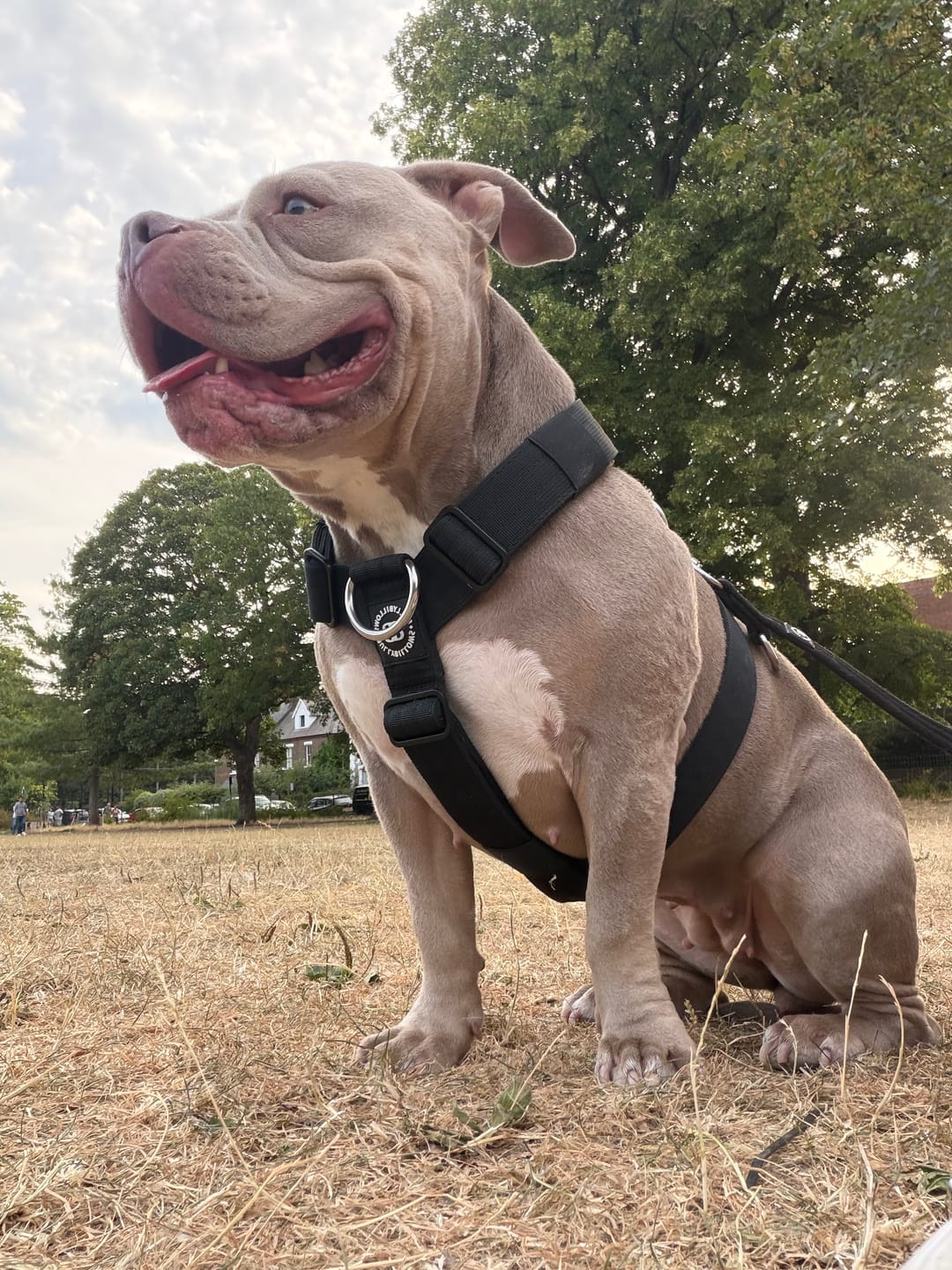 Customer photo review of Anti-Pull TRI-Harness® | Training Dog Harness for All Breeds - Black