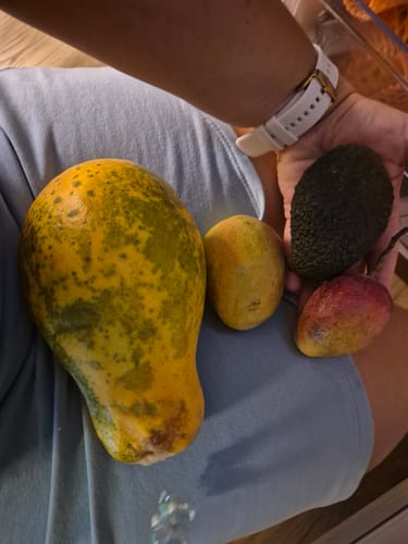 Kundenfoto der Baby-Mango Mix Box mit einer großen Papaya, einer Avocado und zwei kleinen Mangos in einer Hand.