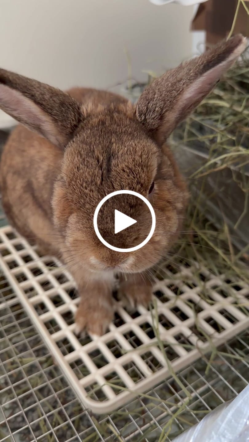 Customer video review of Second Cut Timothy Hay - Ultra Premium Canadian Hay for Rabbits and Guinea Pigs