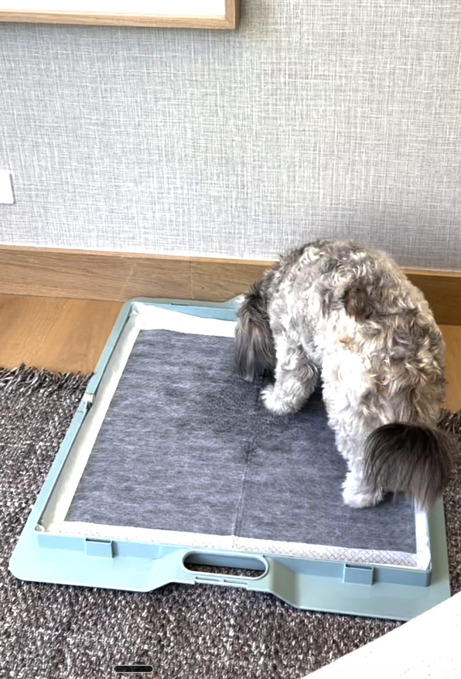 Customer photo review of Pee PAWD® Pee Pad holder
