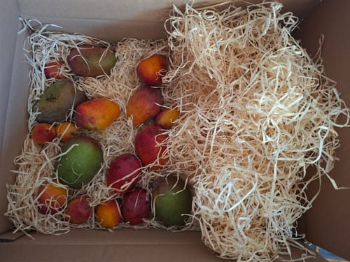 Kundenfoto der Baby-Mango Mix Box Wild Wonders, gefüllt mit bunten Mangos und Holzwolle im Karton.