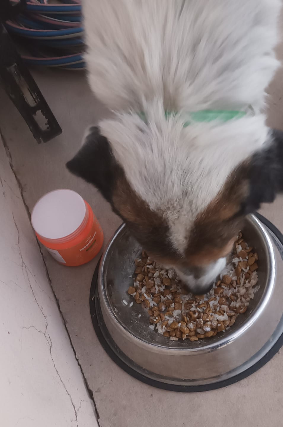 Customer photo review of Probioticos para perros