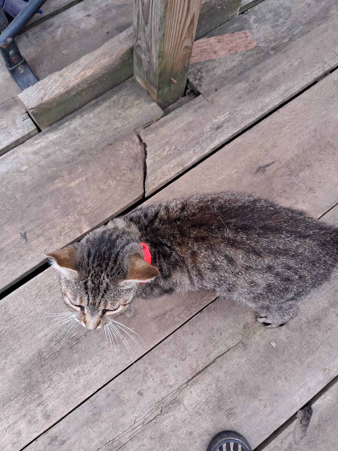 Customer photo review of FurLife™ 12 Months Flea and Tick Free