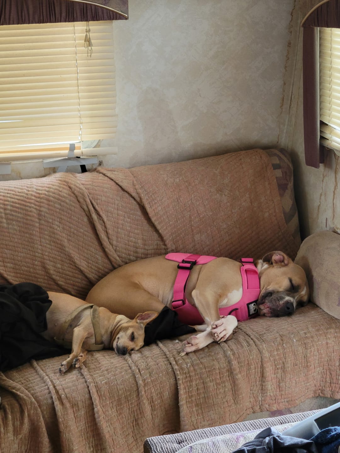 Customer photo review of No Pull Bully Proof Harness