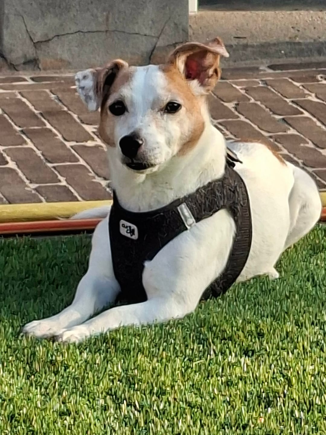 Customer photo review of Pet Perfect Luxe Autostoel Hond - Hondenmand Auto - Wasbaar
