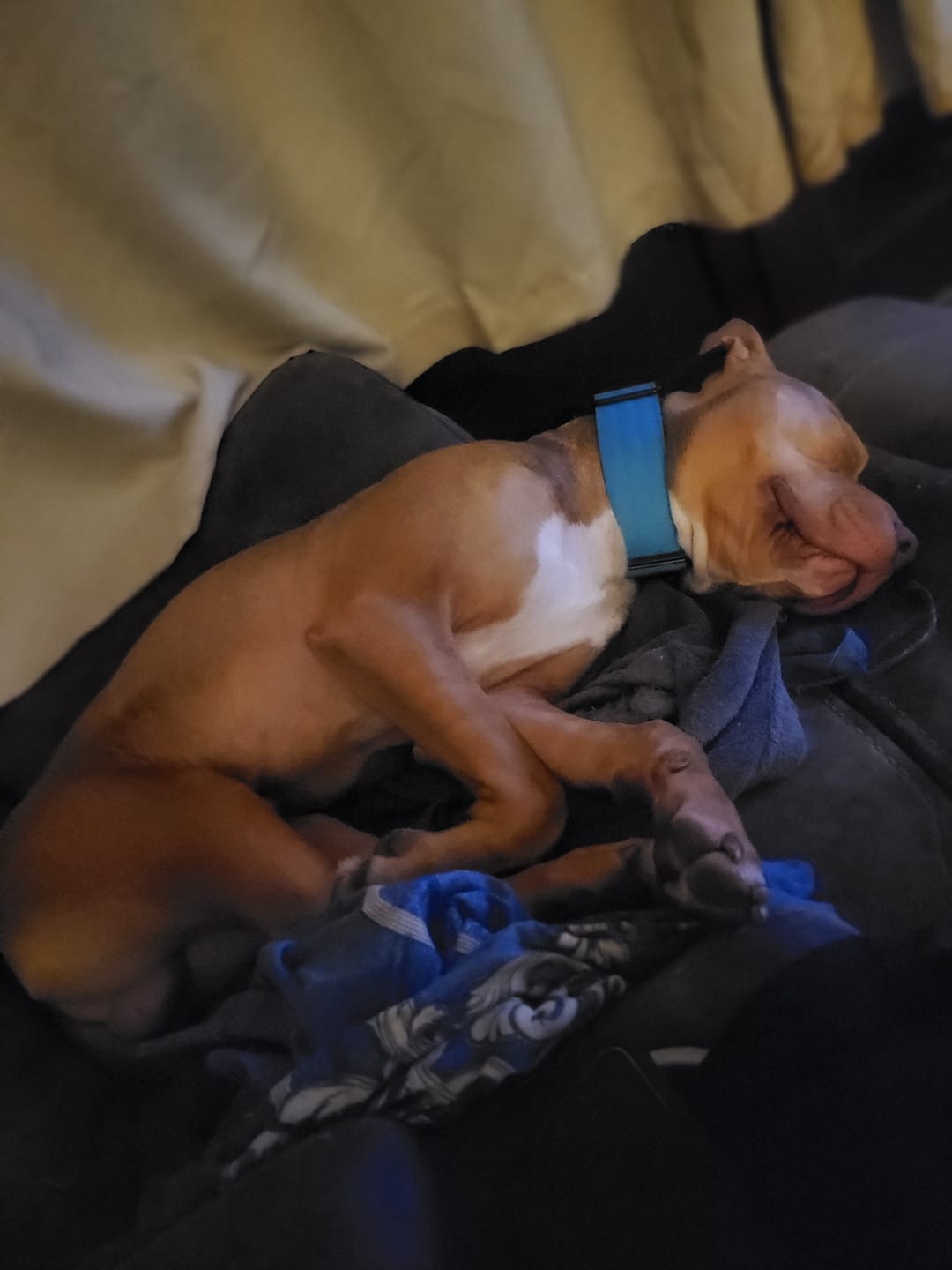 Customer photo review of 5cm Combat® Collar | With Handle & Secure Clip - Light Blue