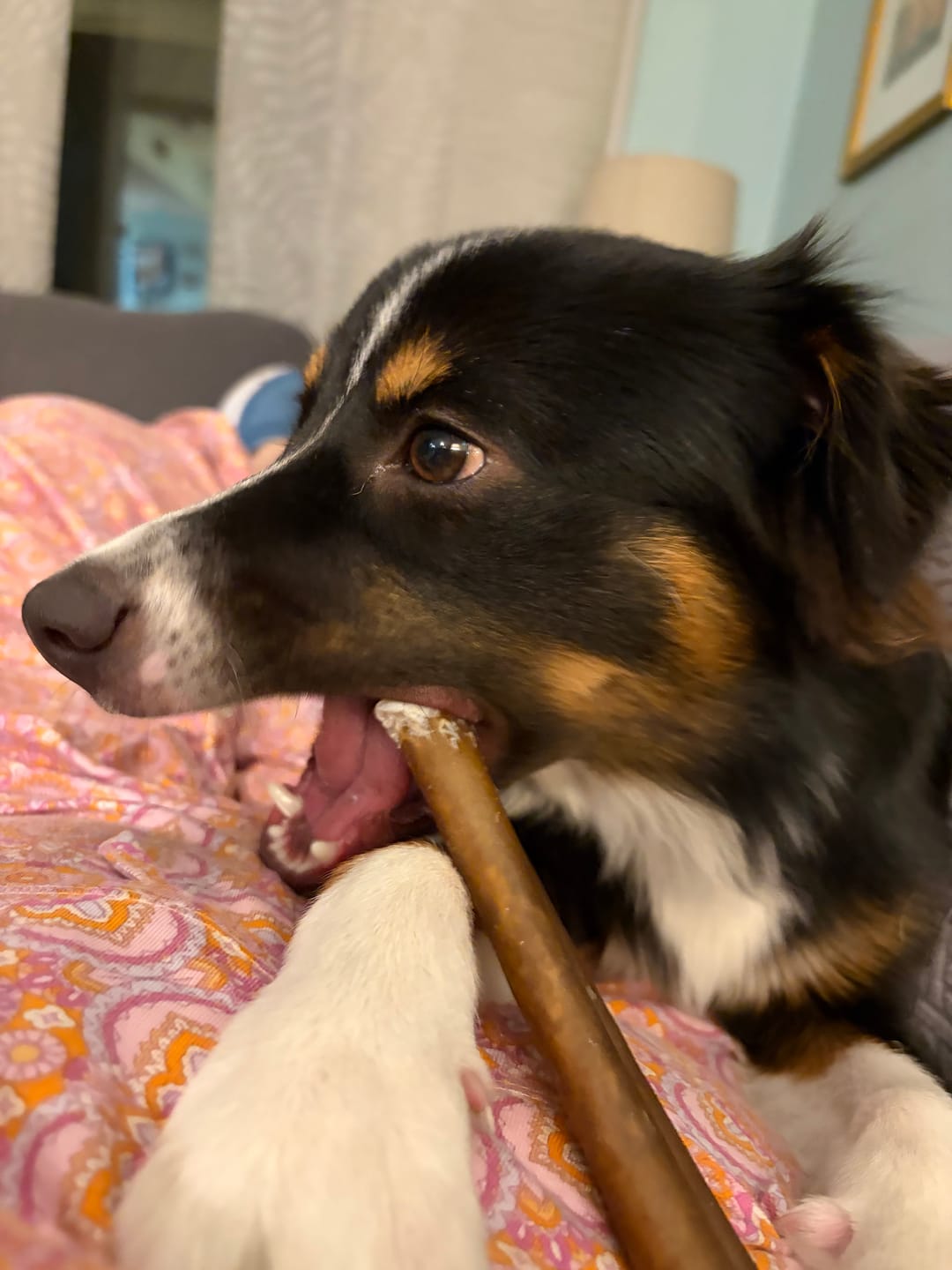 Customer photo review of Wholly Pup Gift Card