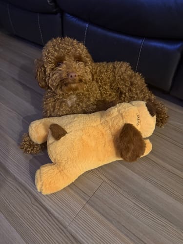 Customer photo review of Peluche Antiestrés