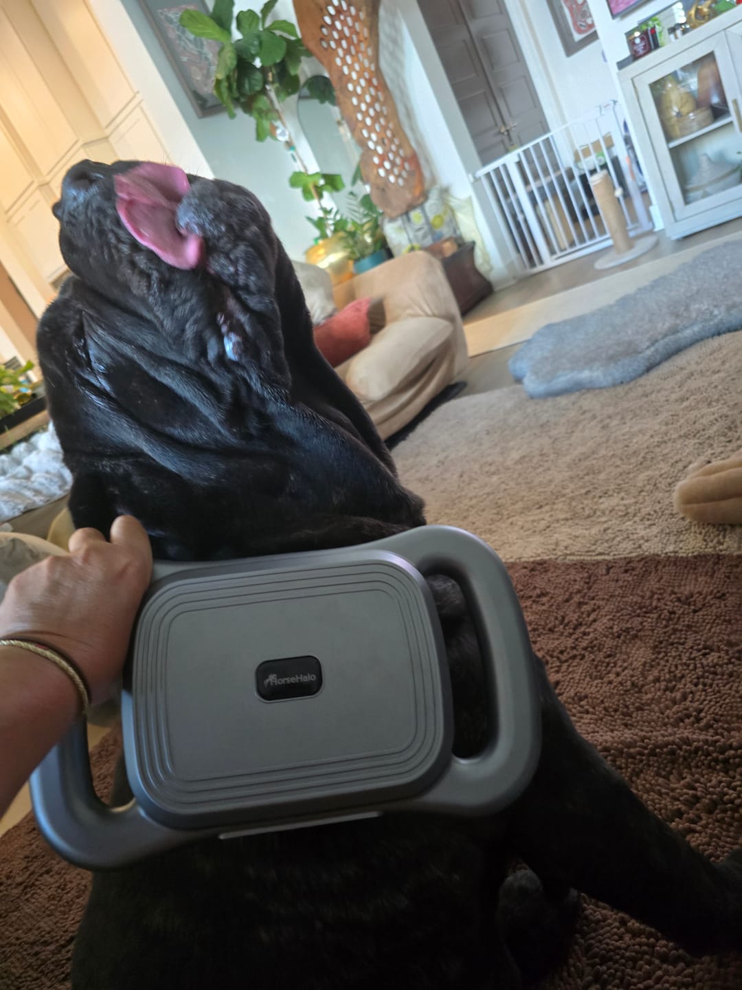 Customer photo review of HorseHalo™ 8 Heads Red Light Massage Gun