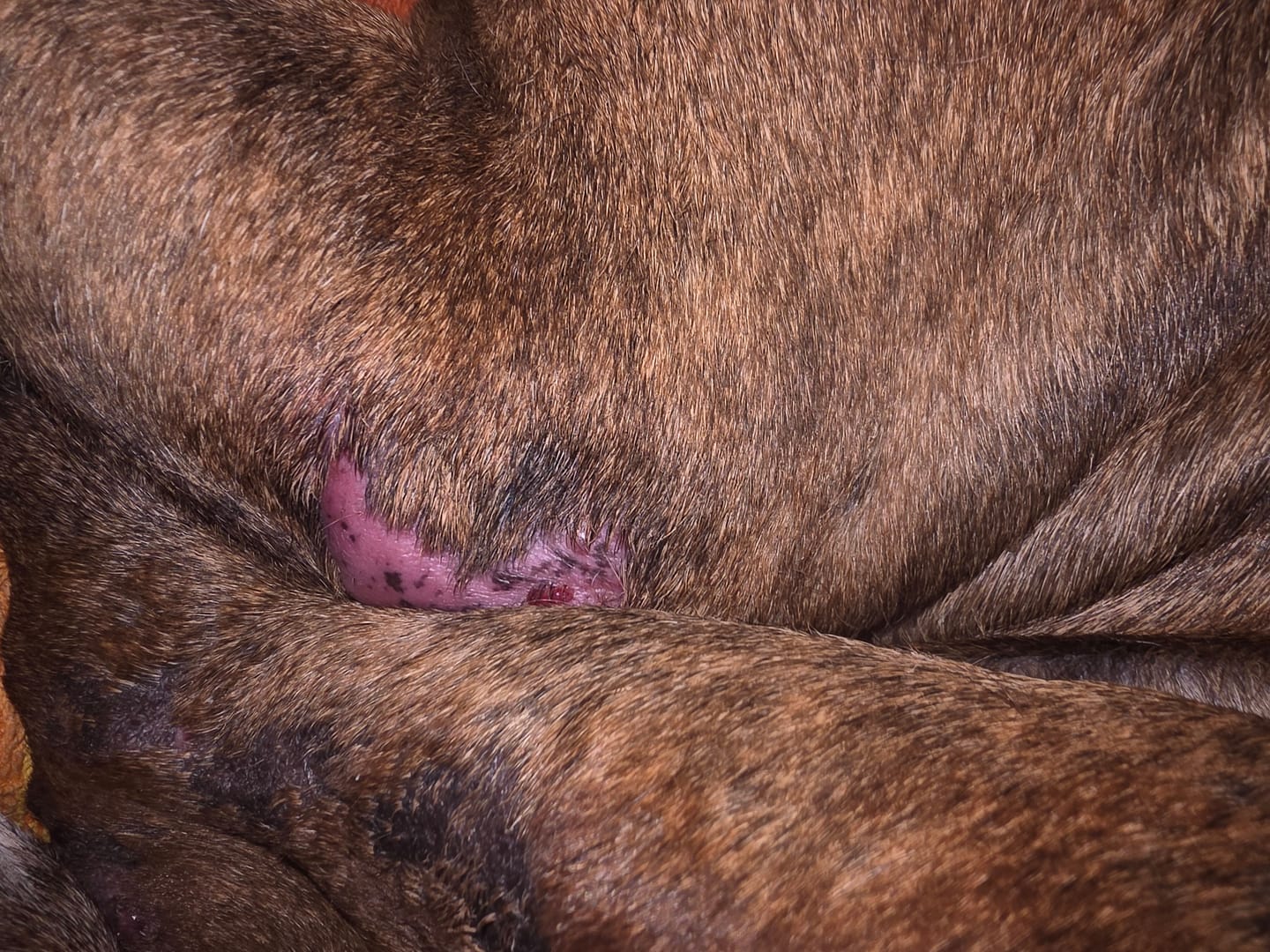 Customer photo review of Dog Gel