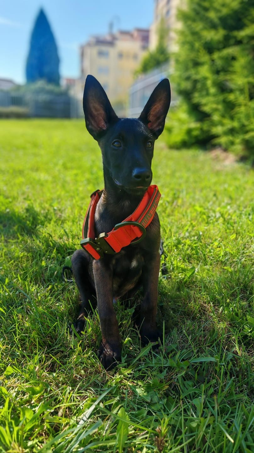 Customer photo review of 5cm Lighter Combat® Collar | With Handle & Secure Clip - Burnt Orange X Khaki