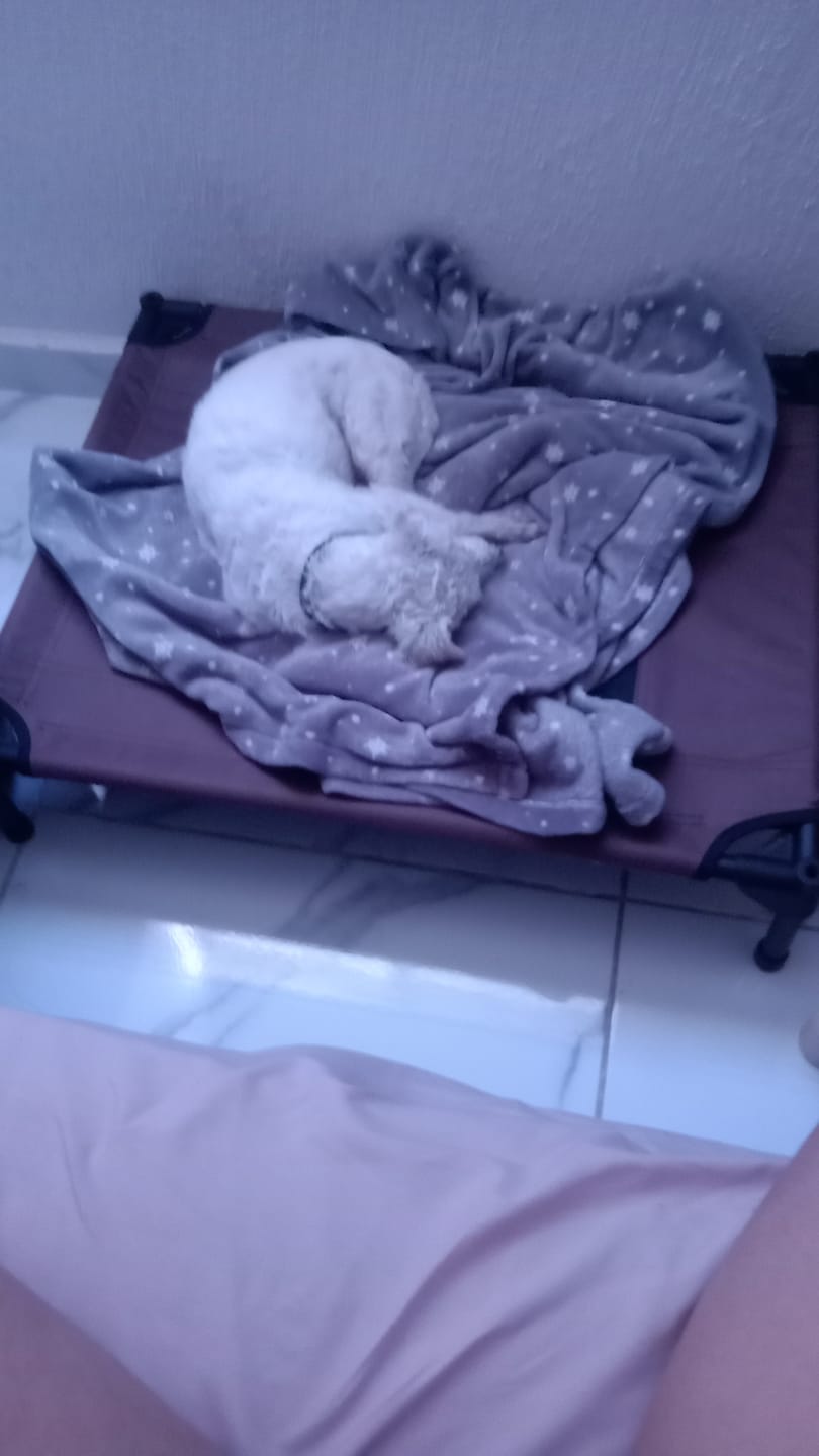 Customer photo review of CT1640 1 Pieza De Cama Elevada De Campo Para Mascota