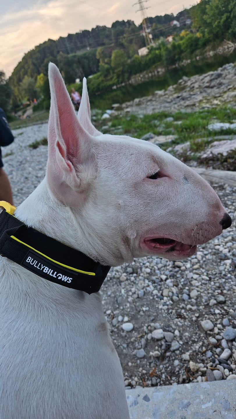Customer photo review of 4cm LIGHTER Combat® Collar | With Handle & Secure Clip - Black & Yellow