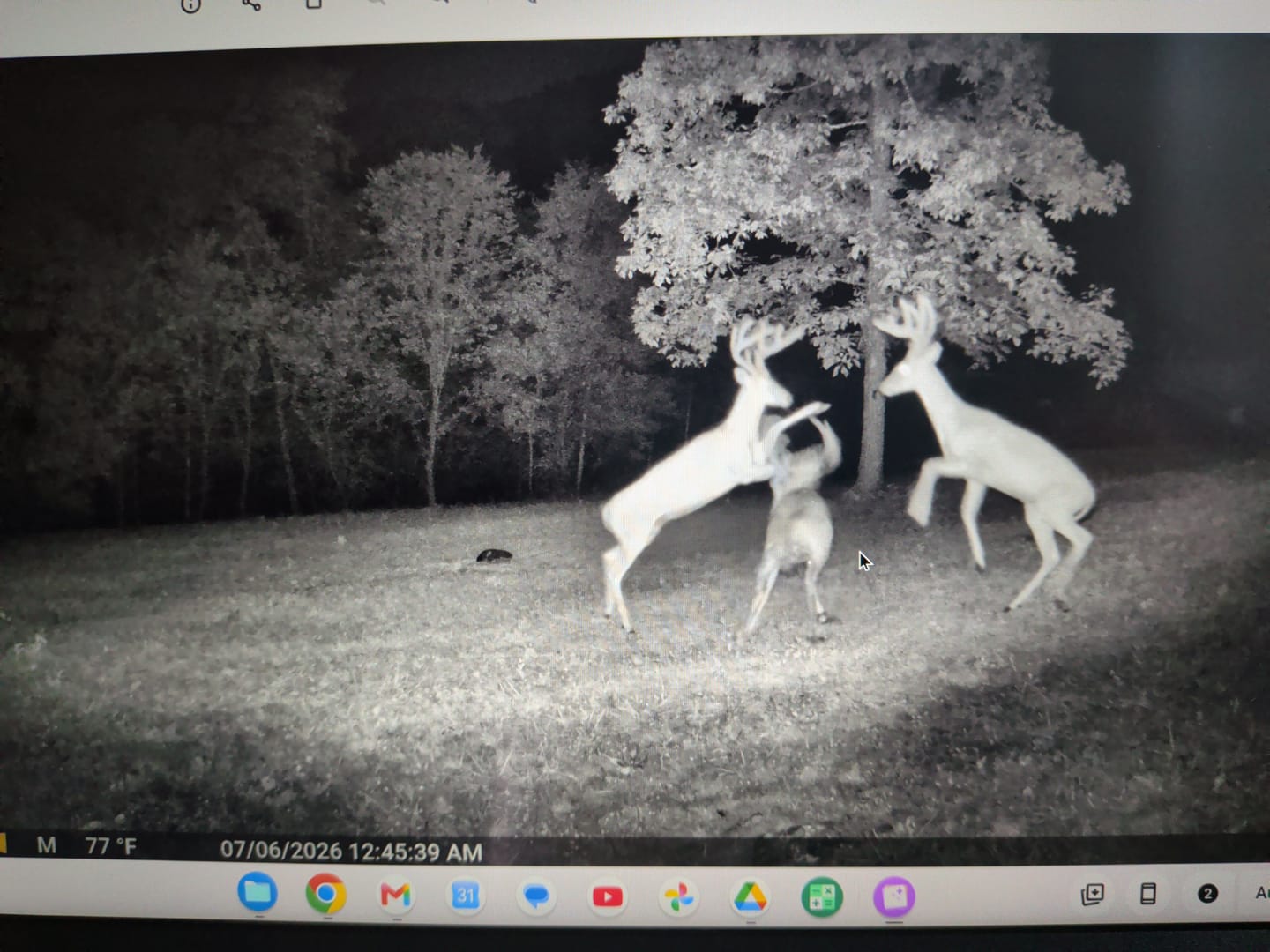Customer photo review of GardePro E5 2.0 Non-Cellular Trail Camera