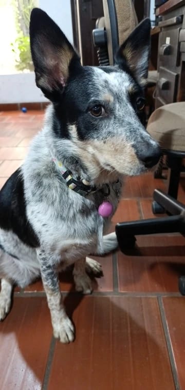 Customer photo review of GlowTag — LED Safety Light Pendant for Dog Collars