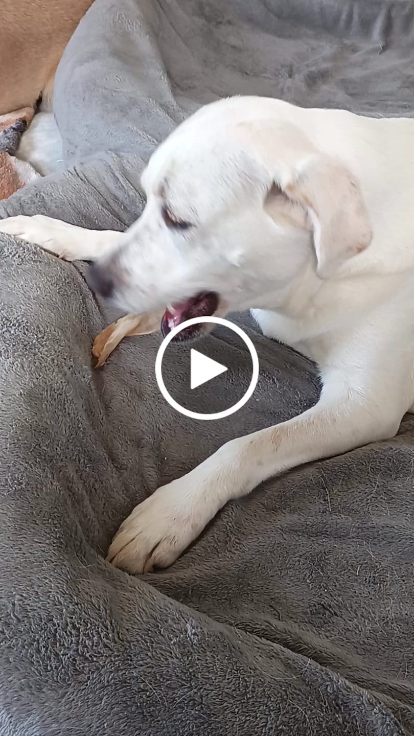Customer video review of Natural Cow Ear