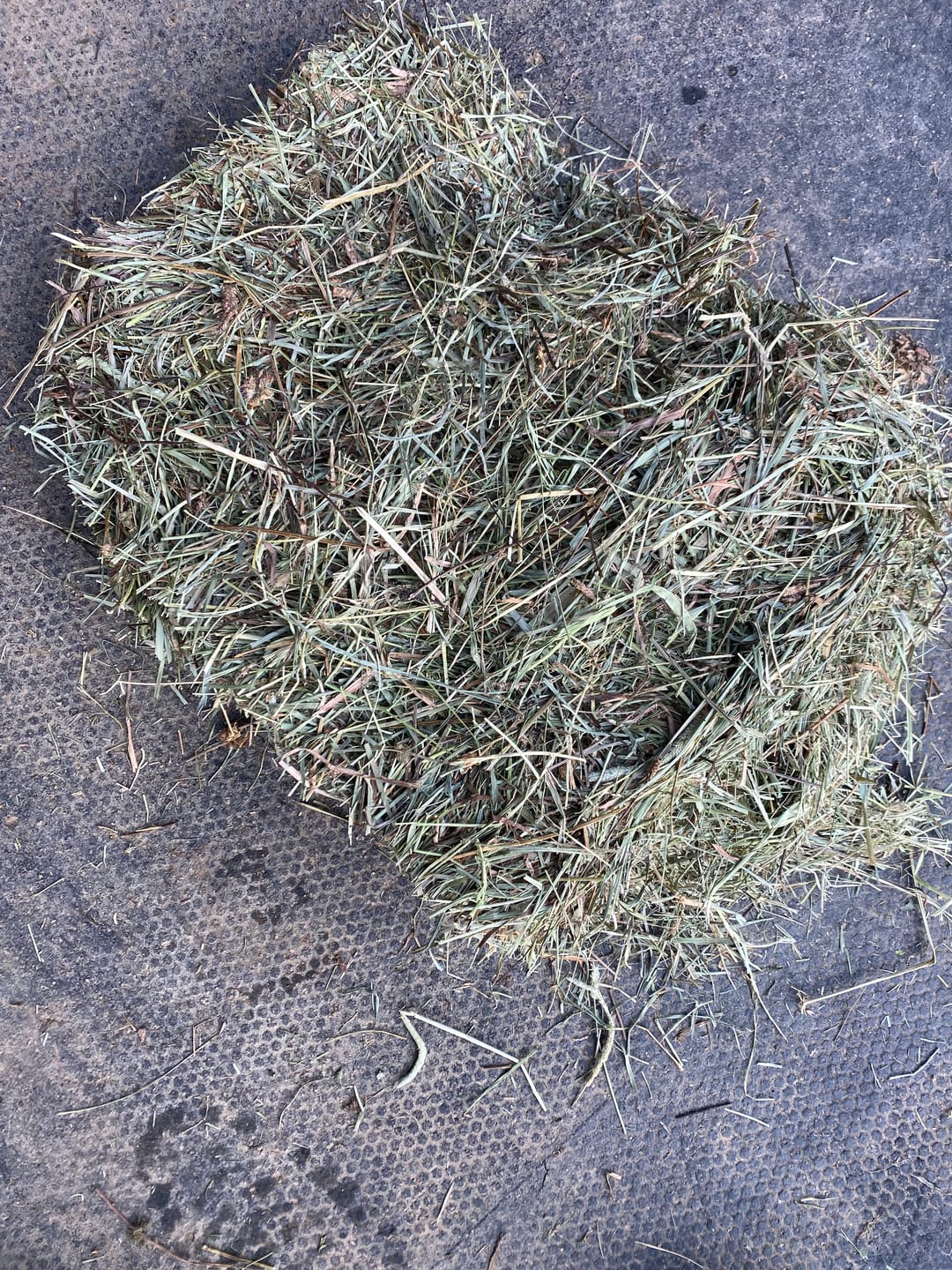 Customer photo review of 2nd Cutting (2026 Crop) NY Timothy Orchard Grass Hay (Buy More - Save More)(Includes delivery too!)
