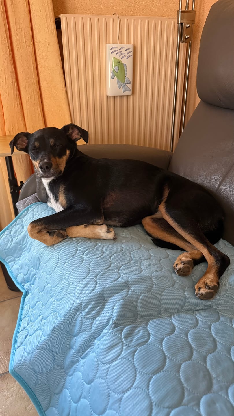Customer photo review of Tapis Rafraîchissant pour Chat – Offrez-lui un confort immédiat