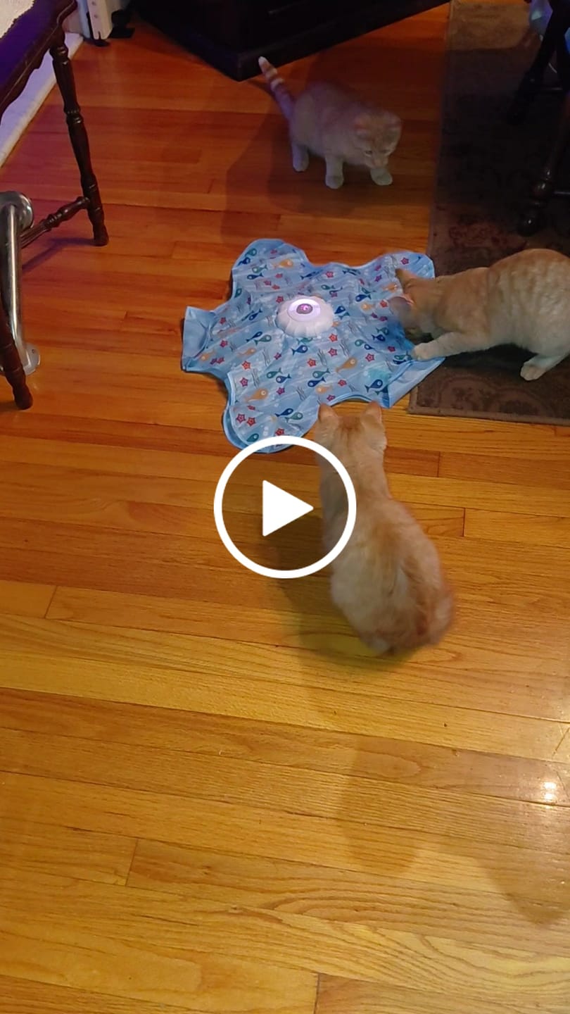 Customer video review of PEEKY TAIL 2.0