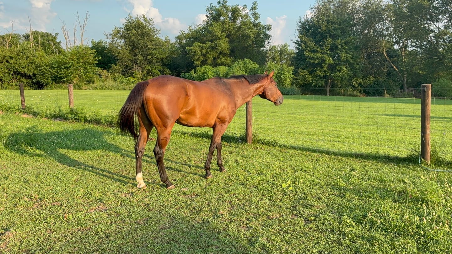 Customer photo review of Aloe Vera Pellets