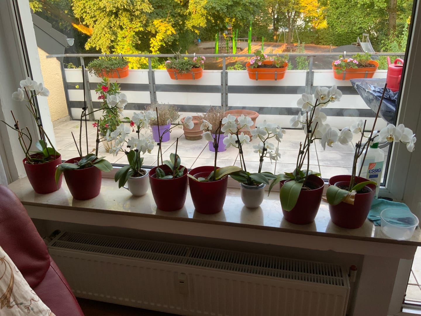 Customer photo review of Orchideendünger in Dosierflasche, hochkonzentriert