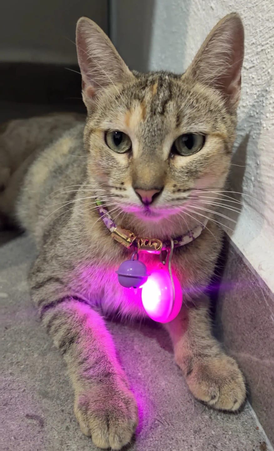 Customer photo review of GlowTag — LED Safety Light Pendant for Dog Collars
