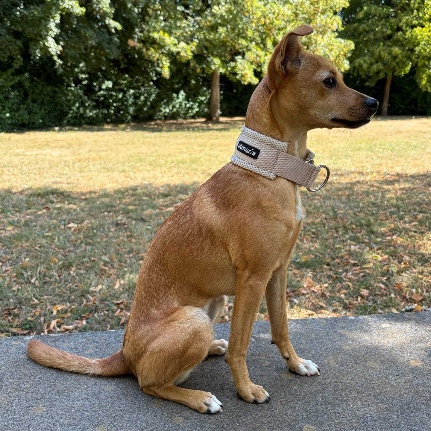 Customer photo review of Halsband Zugstopp