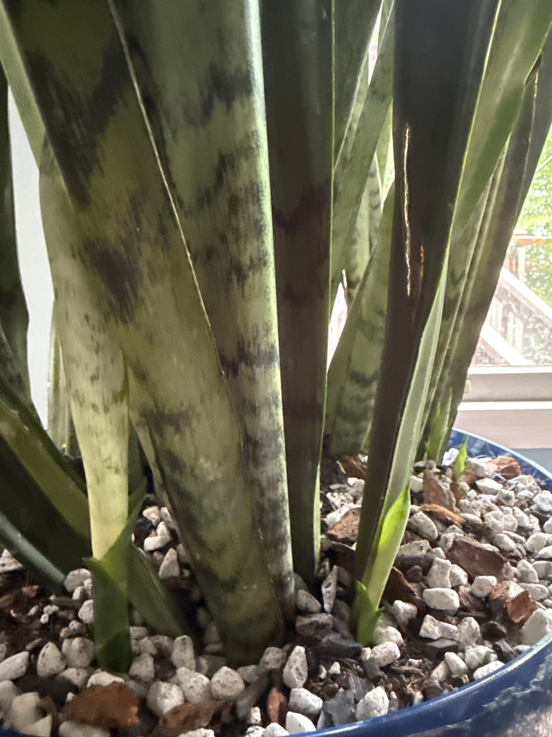 Customer photo review of Ancient Soil Organic Living Soil