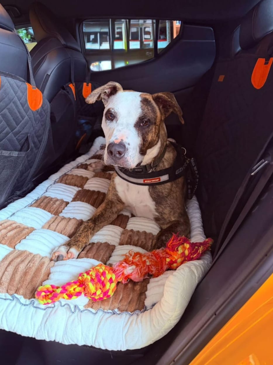 Customer photo review of Marlo&Co™ Dog Seat Cover