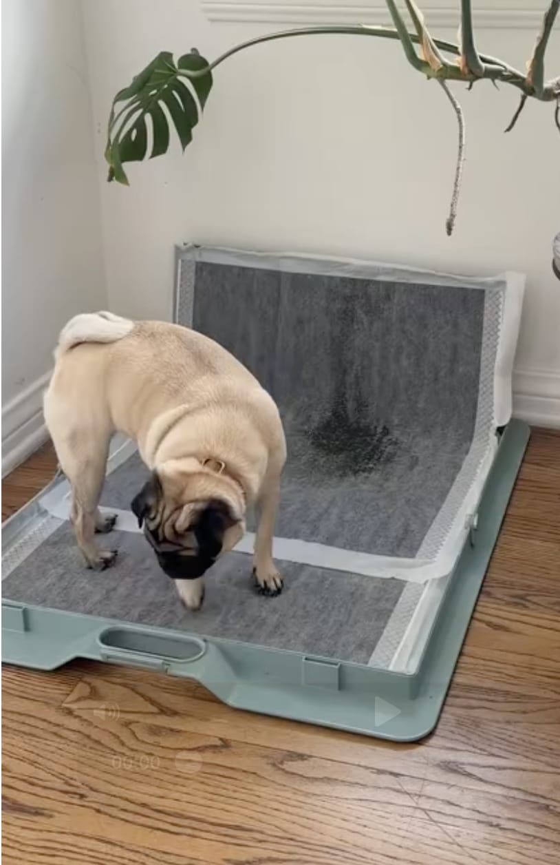Customer photo review of Pee PAWD® Pee Pad holder