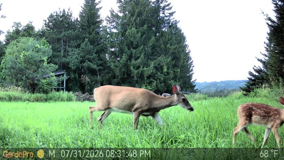 Customer photo review of GardePro Link 1.0 3000ft(1km) Long-Range Wireless Trail Camera
