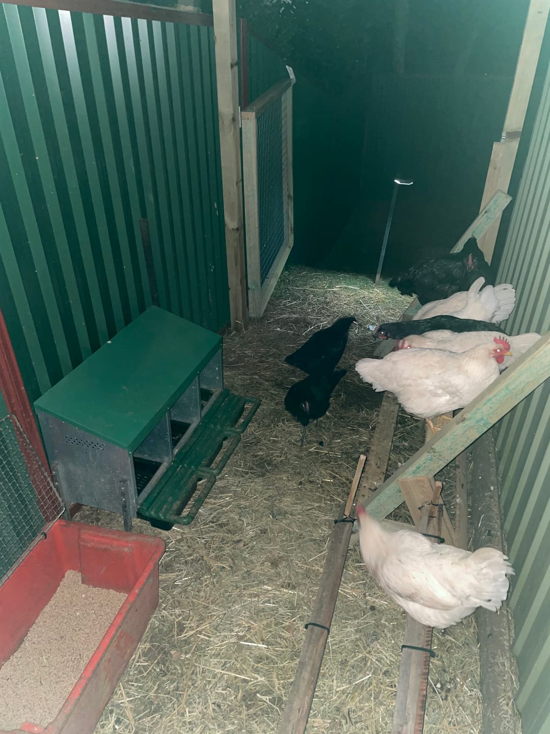 Customer photo review of Pets Gear Metal Chicken Laying Nest Box Roll Away Green