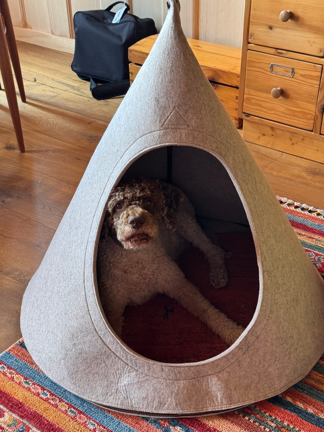 Customer photo review of Tonto - Luxury Dog Tipi
