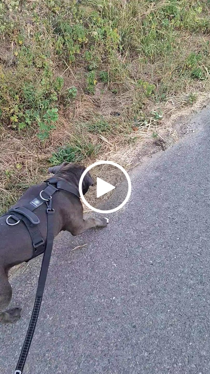 Customer video review of Comfort Control No-Pull Dog Harness and Multipurpose Leash Set - Black