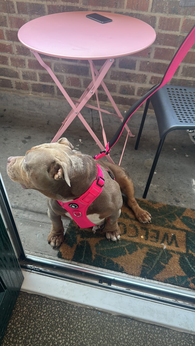 Customer photo review of Lunar Harness - Rose pink
