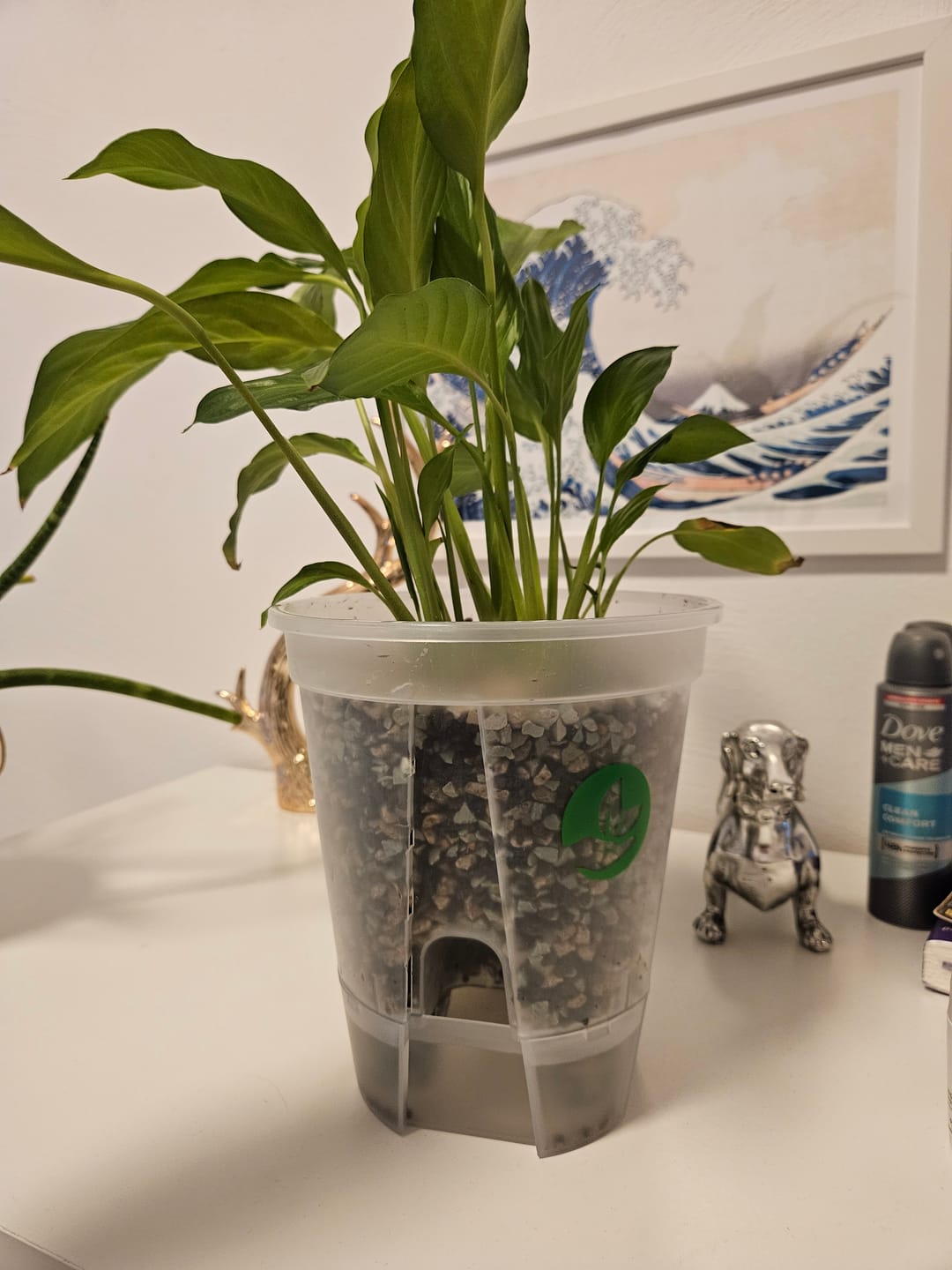 Customer photo review of Clear Self-Watering Plant Pots