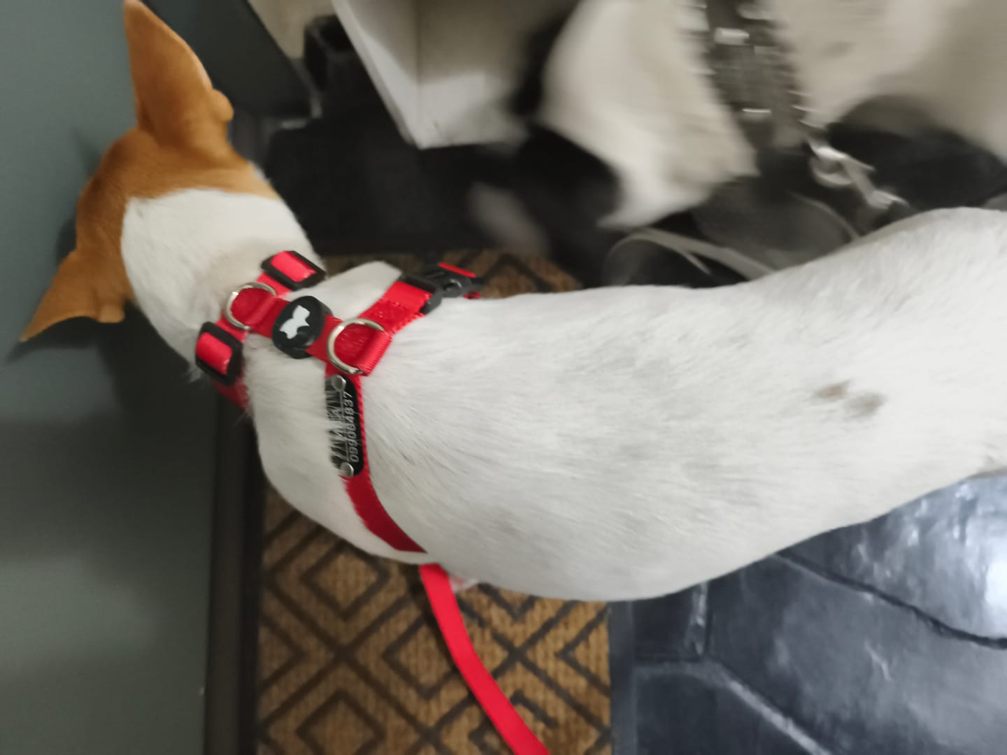 Customer photo review of Arnes H Antitirones Pets Club Confort