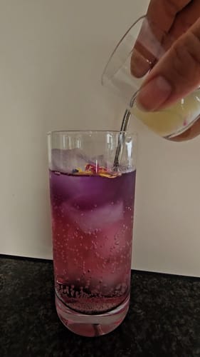 Reviewer's Blue Chai Tee in a glass, turning magenta as a hand pours lemon juice into the beverage.