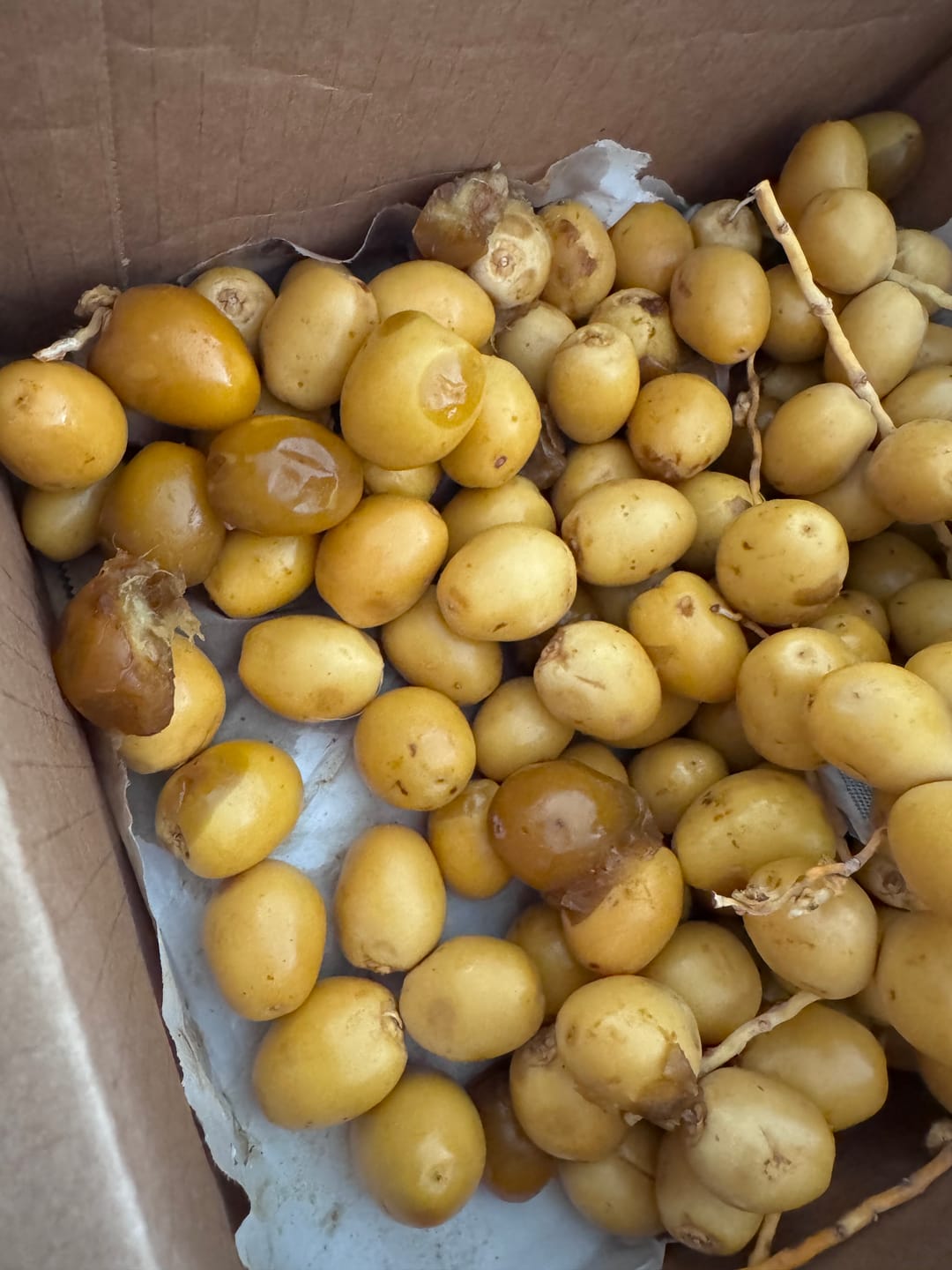 Customer photo review of Organic Yellow Barhi Dates (Khalal Barhi Dates)